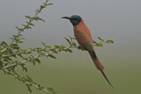 Image. Northern Carmine Bee-eater
