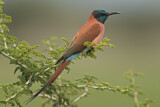 Image. Northern Carmine Bee-eater