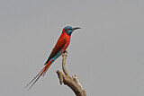 Image. Northern Carmine Bee-eater