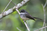 Image. Northern Fantail