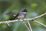 Image. Northern Fantail