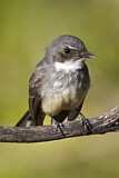 Image. Northern Fantail