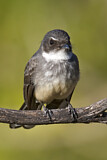 Image. Northern Fantail