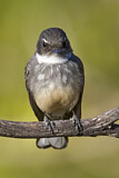 Image. Northern Fantail