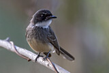 Image. Northern Fantail