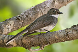 Image. Northern Fantail