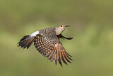 Image. Northern Flicker