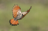 Image. Northern Flicker