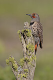 Image. Northern Flicker