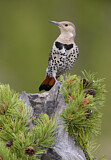 Image. Northern Flicker