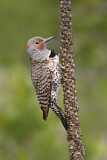Image. Northern Flicker