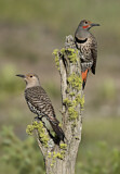 Image. Northern Flicker
