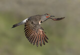 Image. Northern Flicker