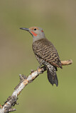Image. Northern Flicker