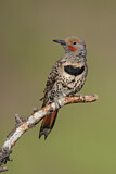 Image. Northern Flicker