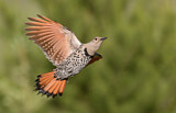 Image. Northern Flicker