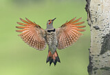 Image. Northern Flicker