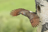 Image. Northern Flicker