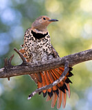 Image. Northern Flicker