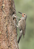 Image. Northern Flicker
