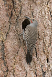 Image. Northern Flicker