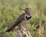 Image. Northern Flicker