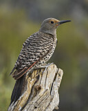 Image. Northern Flicker