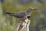 Image. Northern Flicker
