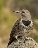 Image. Northern Flicker