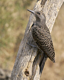 Image. Northern Flicker