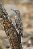 Image. Northern Flicker