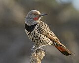 Image. Northern Flicker