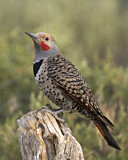 Image. Northern Flicker