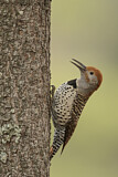 Image. Northern Flicker