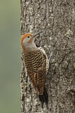 Image. Northern Flicker