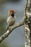 Image. Northern Flicker