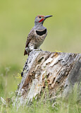 Image. Northern Flicker