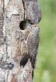 Image. Northern Flicker