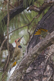 Image. Northern Flicker