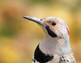 Image. Northern Flicker