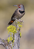 Image. Northern Flicker