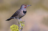 Image. Northern Flicker