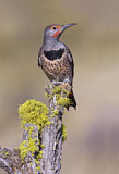 Image. Northern Flicker