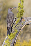 Image. Northern Flicker