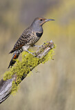 Image. Northern Flicker