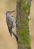 Image. Northern Flicker