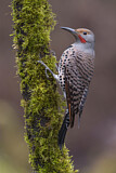 Image. Northern Flicker