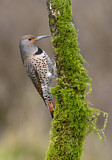 Image. Northern Flicker