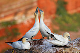 Image. Northern Gannet