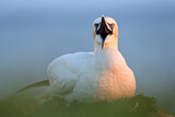 Image. Northern Gannet